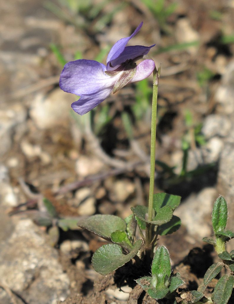 Viola rupestris